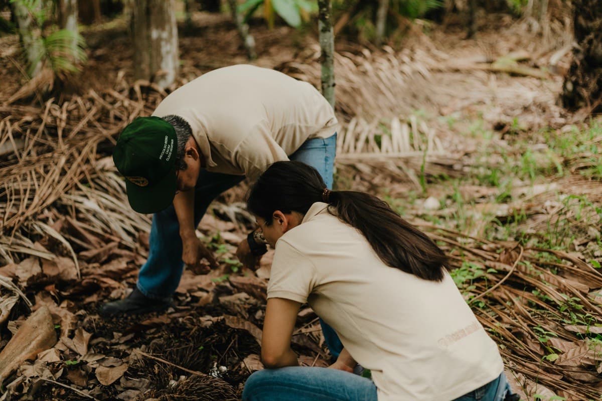 Hands planting seedlings